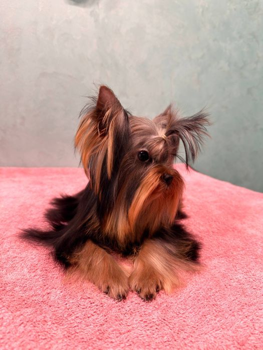 Гарантовано міні йорк , багато відео