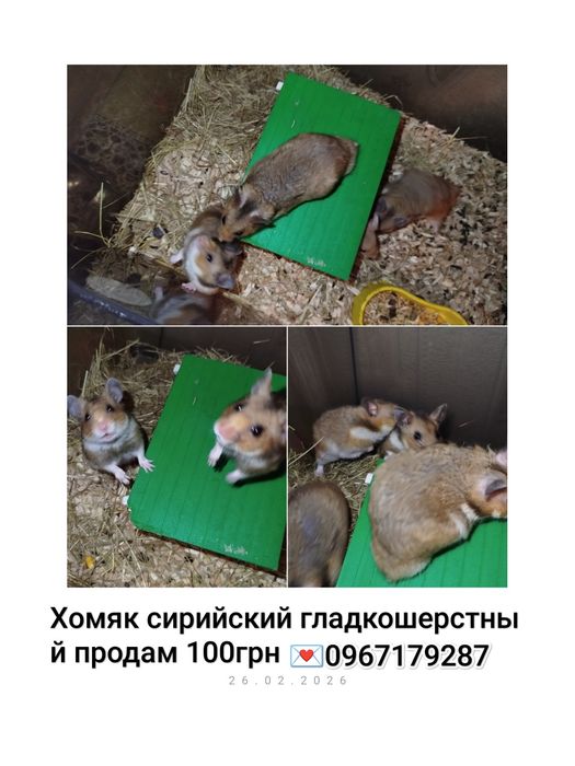 продам хом'яків мальчики 4