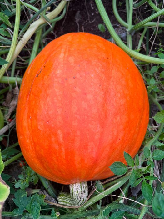 Dynia olbrzymia