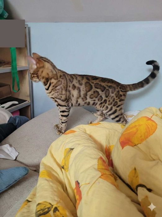 Kotka bengalska wykastrowana kot bengalski FPL/FIFE okazja