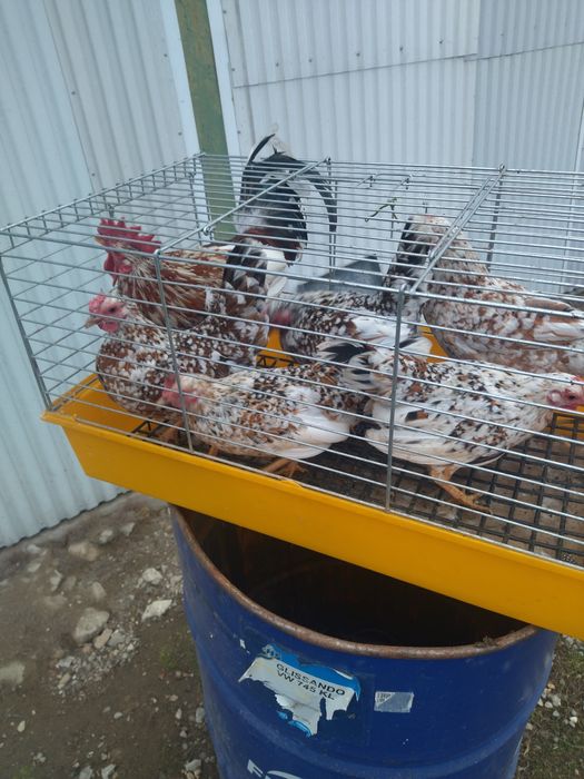 Sprzedam jajka liliputek