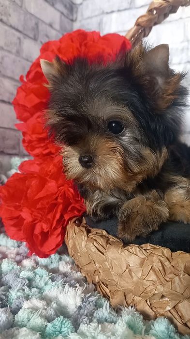 Міні хлопчики і дівчинка Йорк