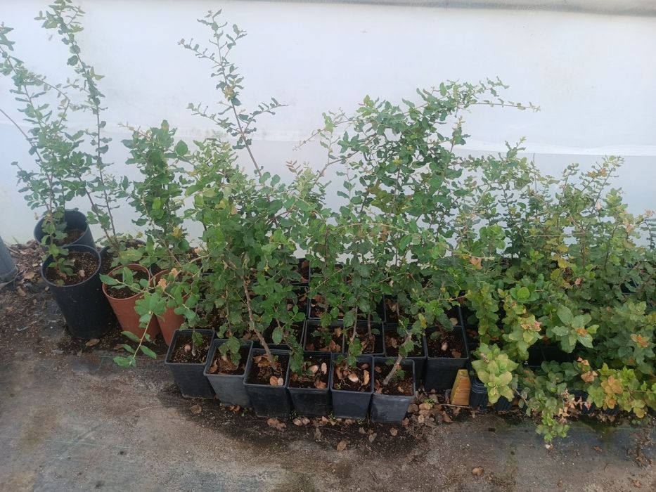 Sobreiros + de 2 anos