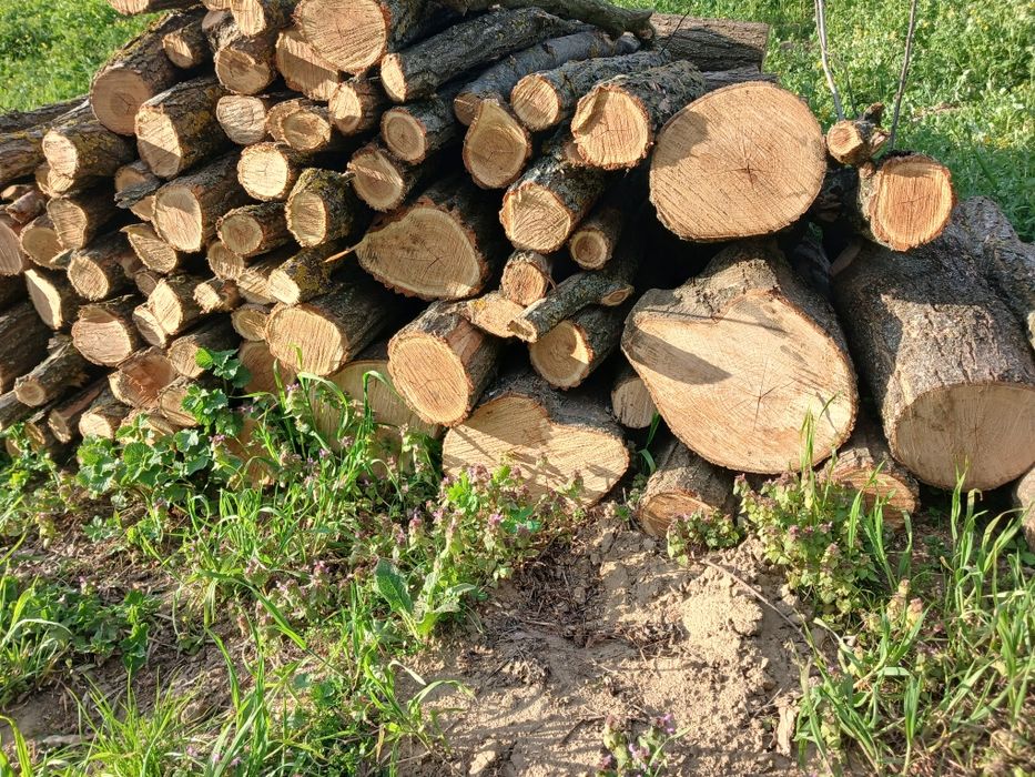 Продам дерева , акація та клен.