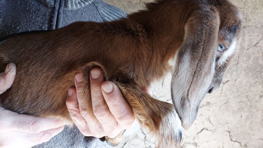 Козлята нубийские и заано - нубийскиее