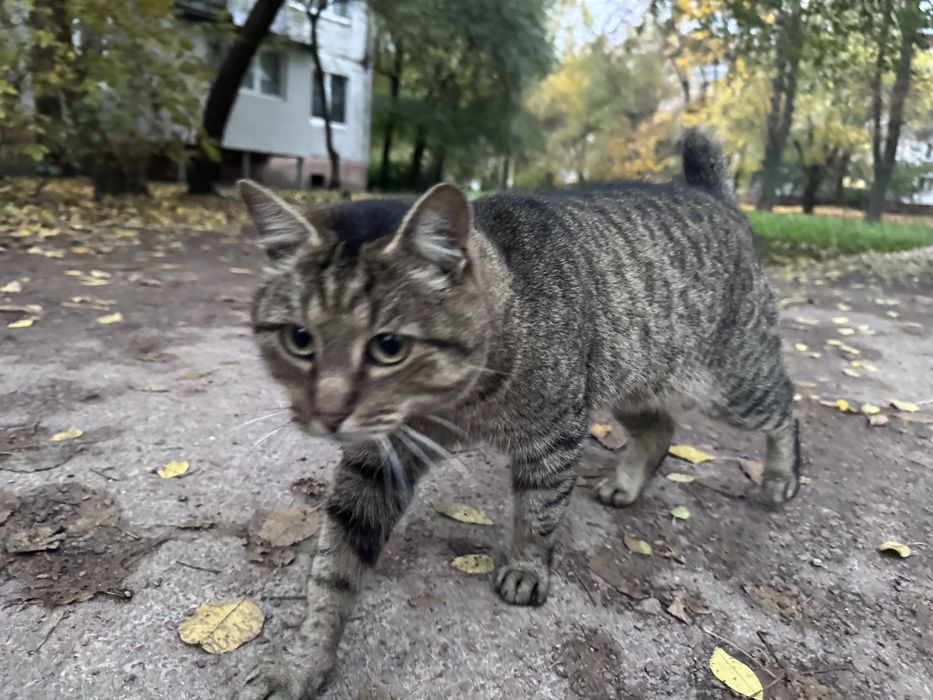 Шукаємо дім котам
