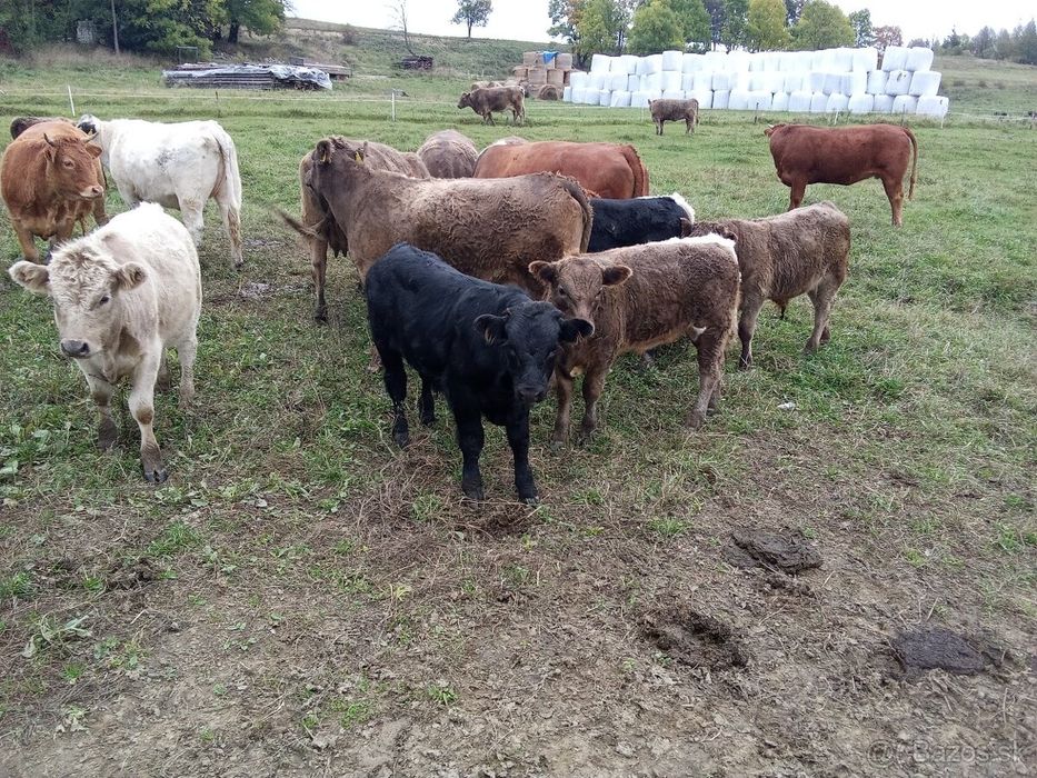 Skup bydła koni cielat