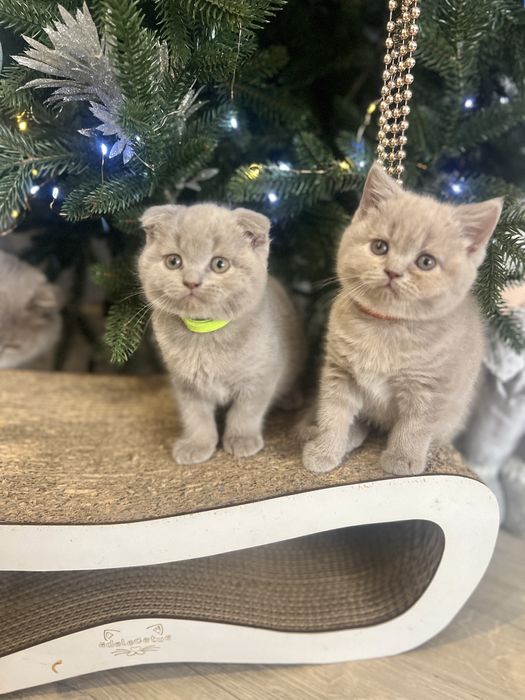 Шотландські кошенята