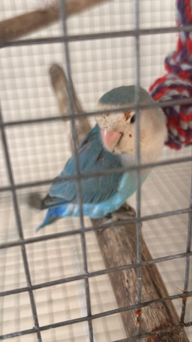 Vendo casal de Agapornis domesticado