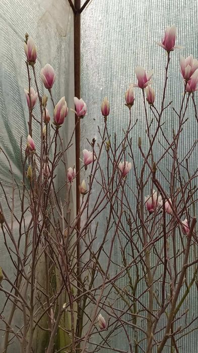 Магнолія Сенсація Дафні Рустік Альба Сетісфекшн Джені Вулкан Клеопатра