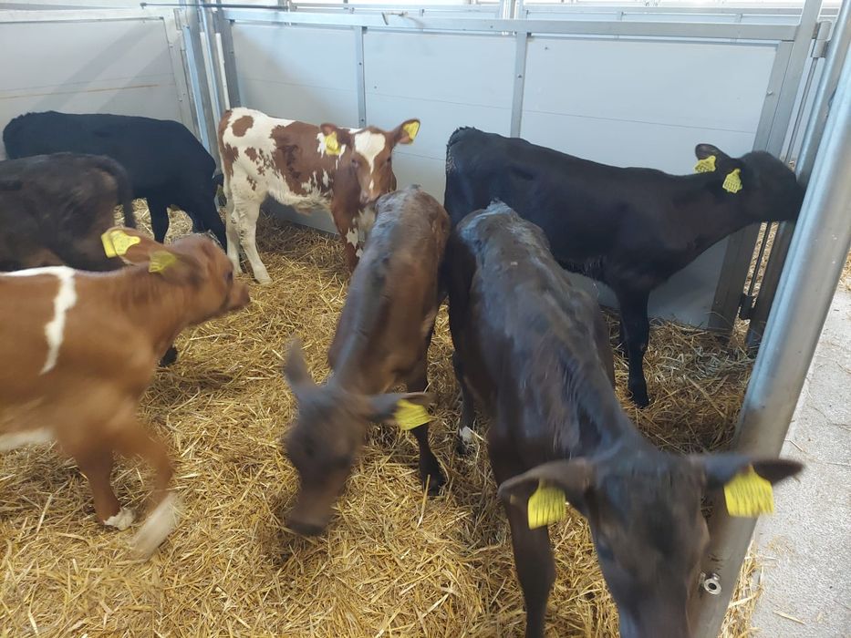 jałówki 3/4 tygodnie