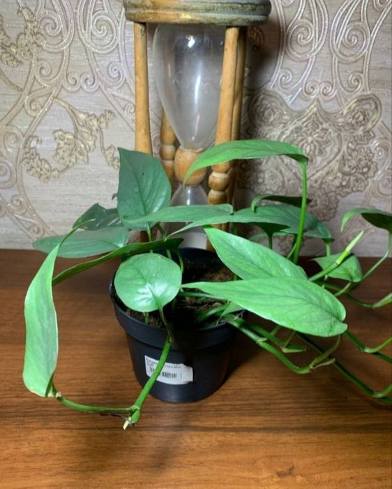 Епіпремнум (Монстера) 'Cebu Blue'