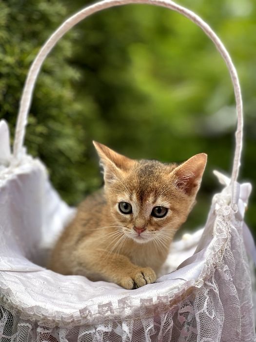 Чарівний абісінський котик.Доставка за кордон.