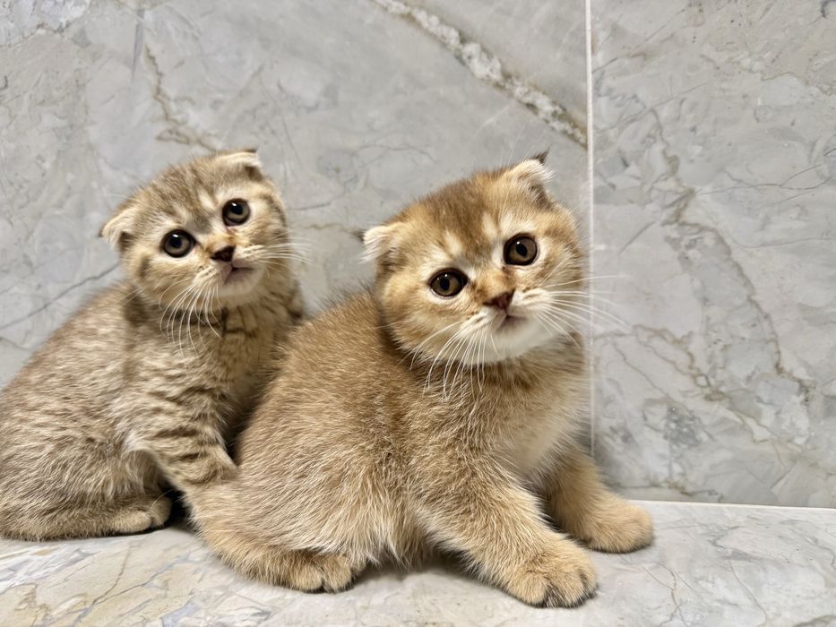 Шикарний антистрес