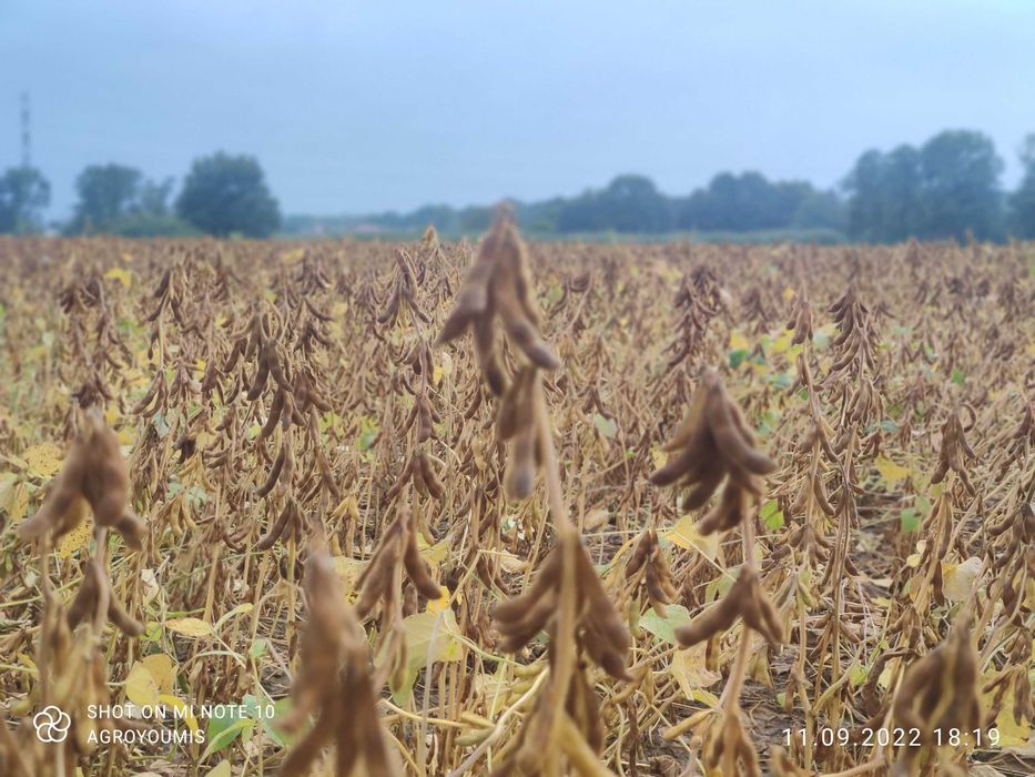 Soja nasiona soi Viscount wczesna 000+