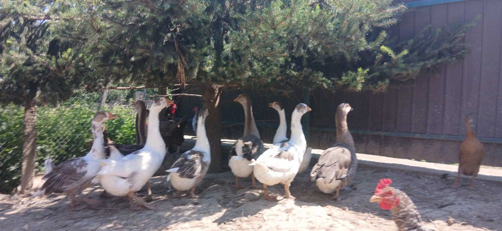 Гуси домашні, молодняк, мішані