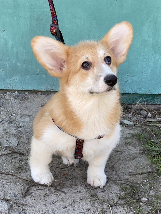 Вельш-корги пемброк (девочки и мальчики)