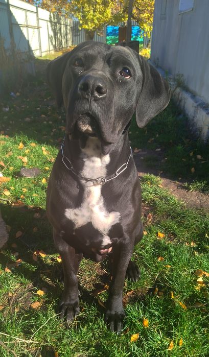 В'язка Кане корсо