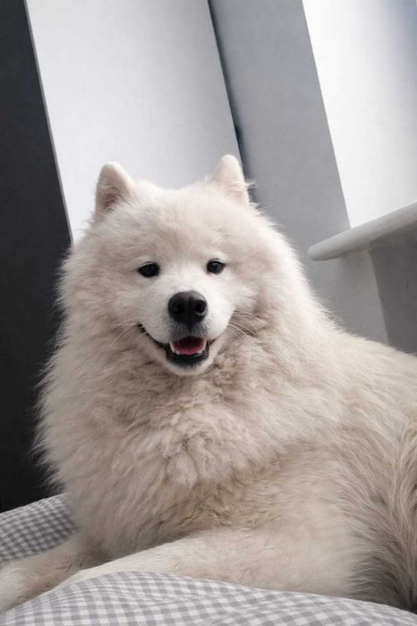 Samojed/Samoyed - Przepiękne odchowane szczeniaki, gotowe do domu!