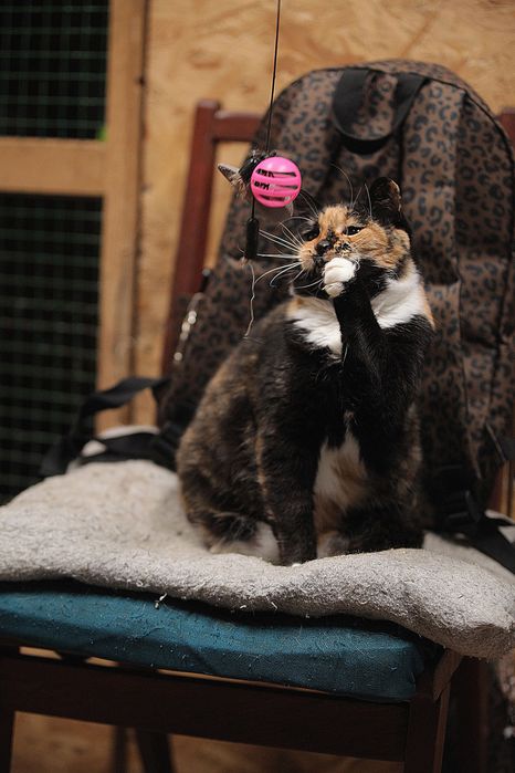 Кошечка Ромашка из приюта бесплатно