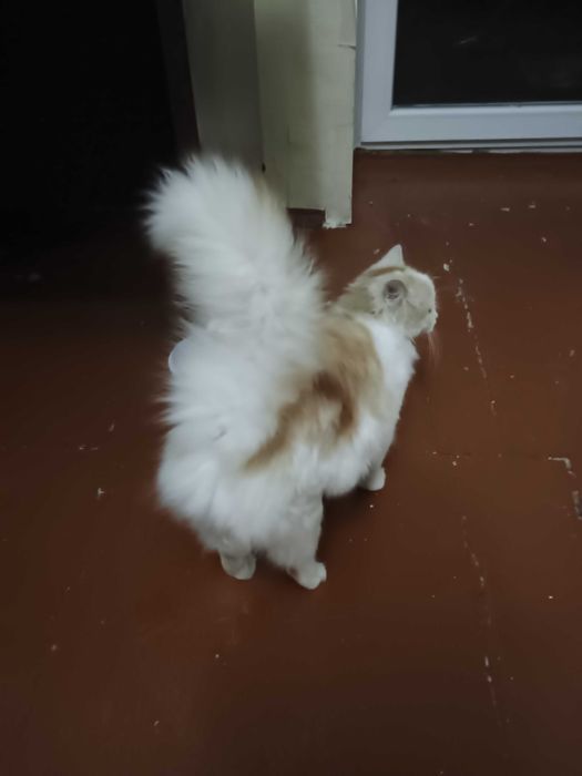 Красуня  киця породи ангора.   Вісім місяців.