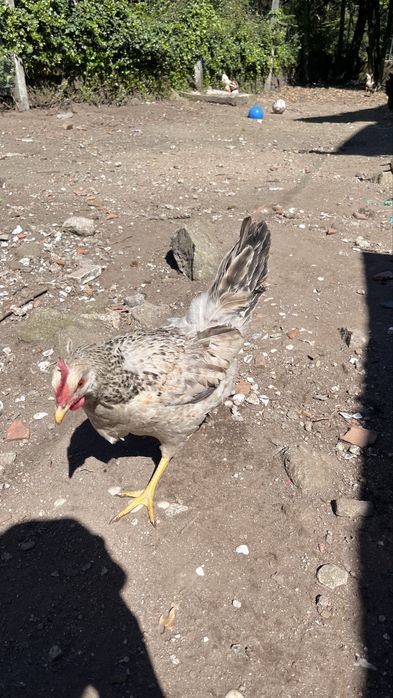 Galinhas criadas em Quinta