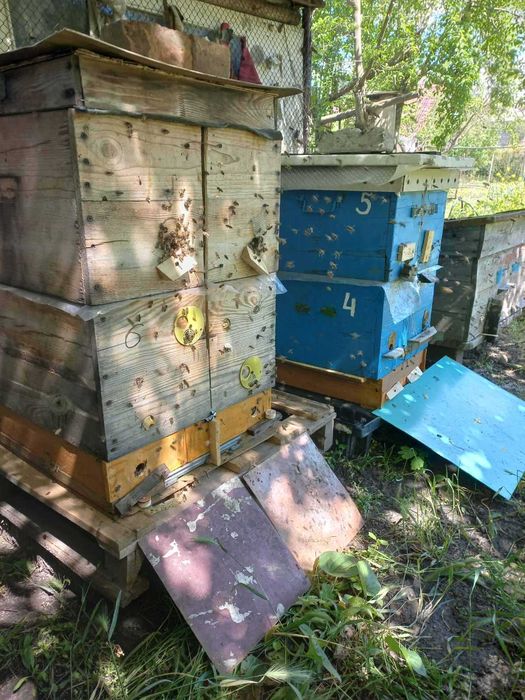мед травневий з акації 450 грн