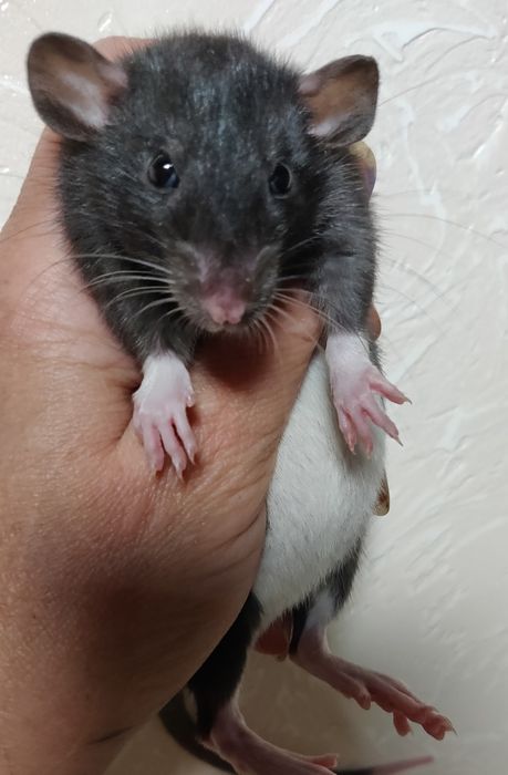 Декоративные Крысята Дамбо и стандарт