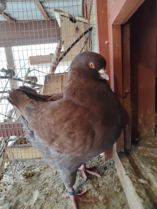 Gołębie Kingi ozdobne