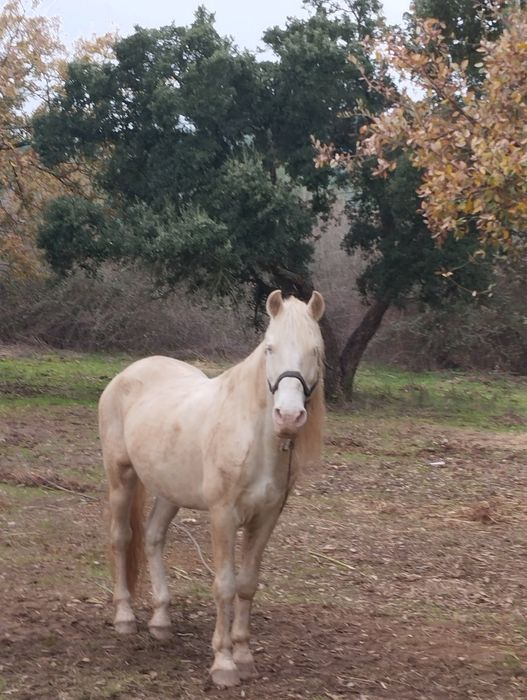 Cavalo Isabel Oportunidade