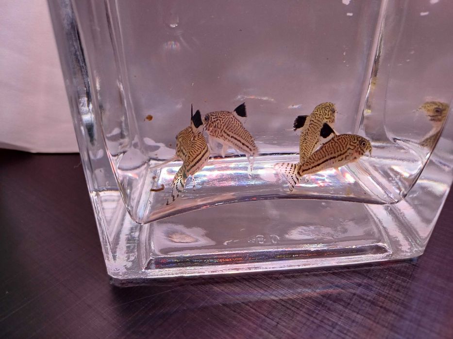 Kirysek trilineatus trójpręgi