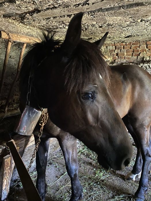 Продаються 2 кобили і 4 кози