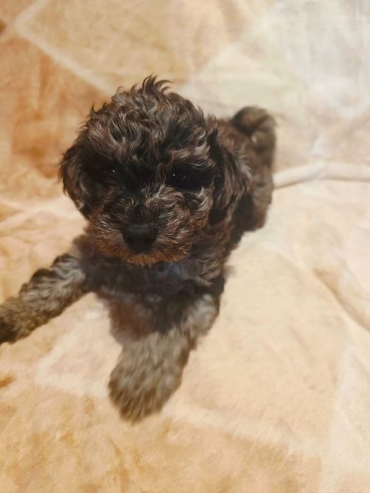 Pudel Miniaturowy Merle