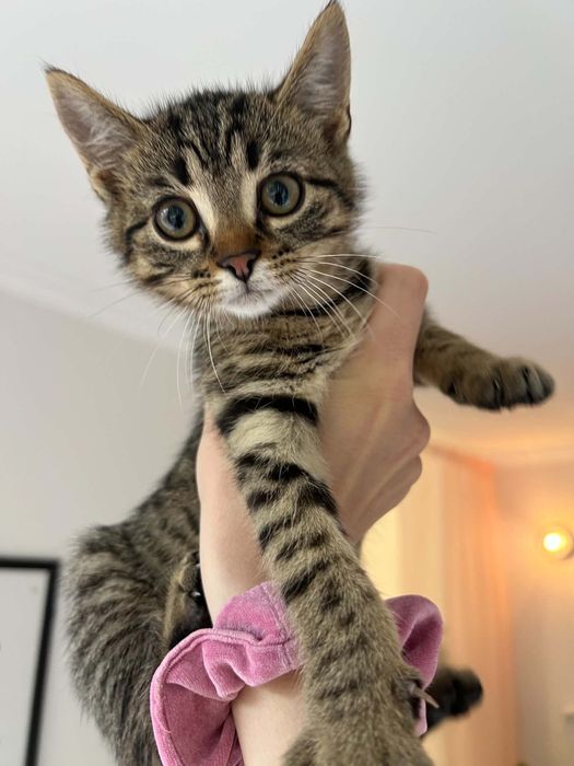 Mały kotek do adopcji