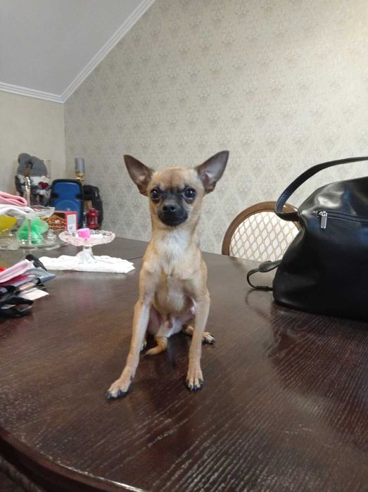 вязка Міні Той Терьер