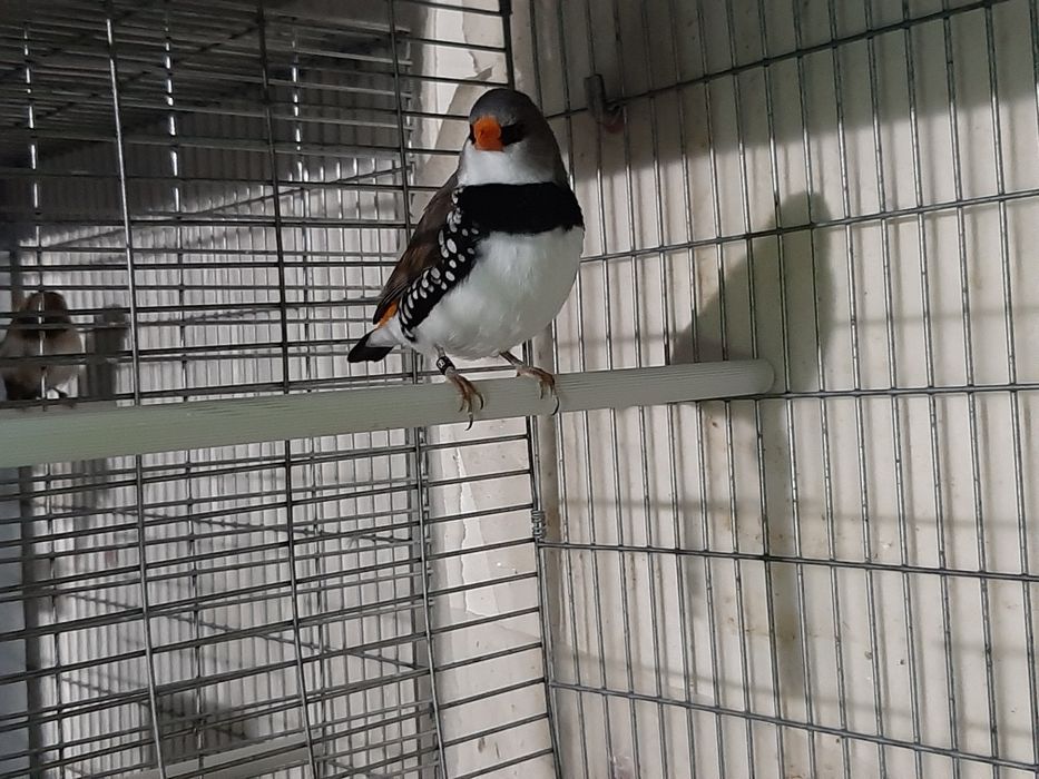 Para ceder lote de aves