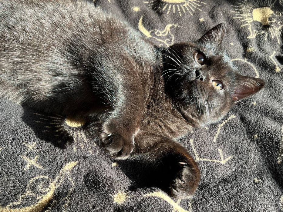 Кошенята шотландські (скотіш-страйт)