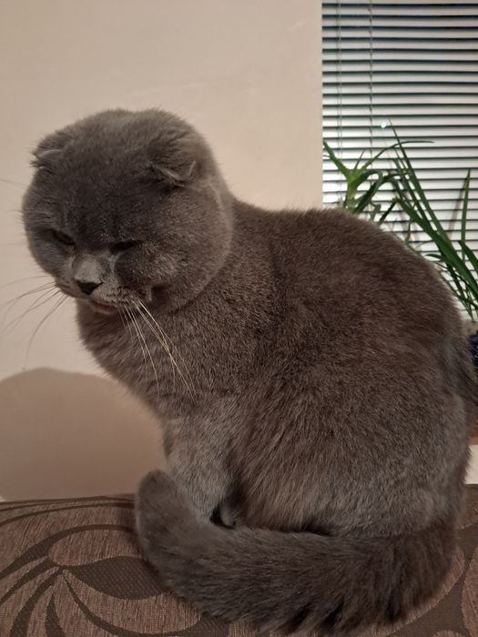 Шотландський кіт для вязки