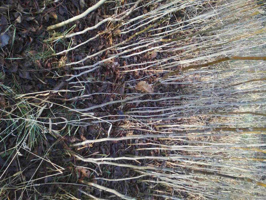 Продам саджанці горіха