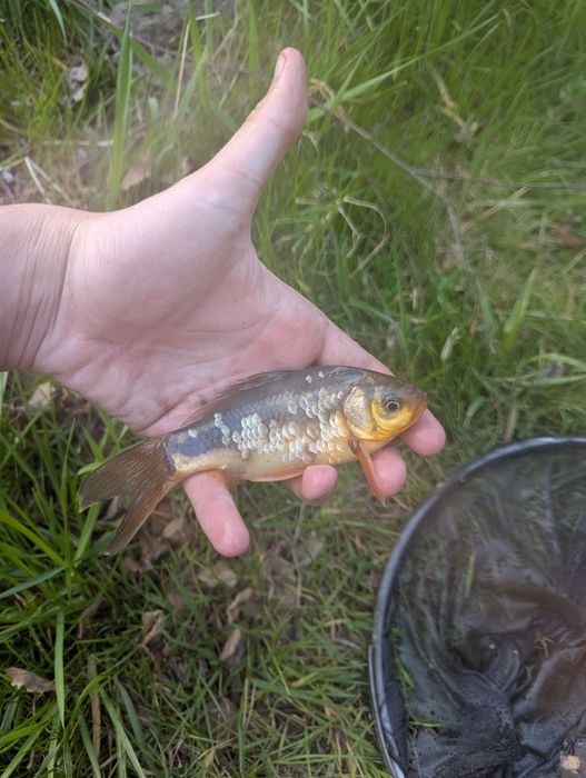 Karasie KOI 15-20cm
