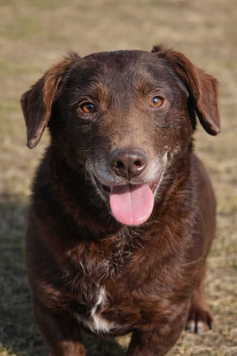 pies idealny czeka na dom