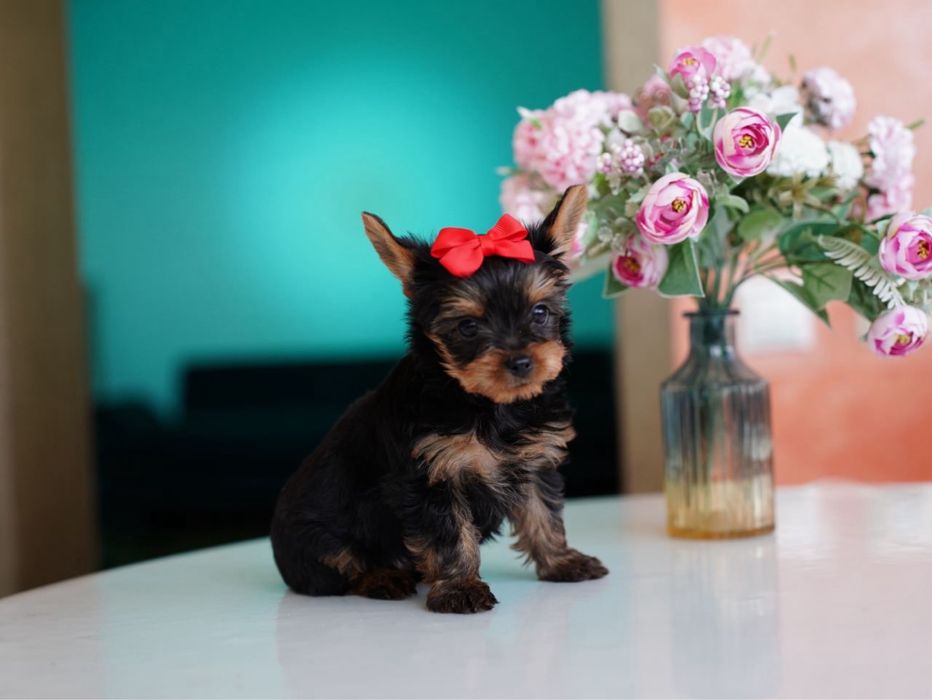 Самые красивые девочки и мальчики