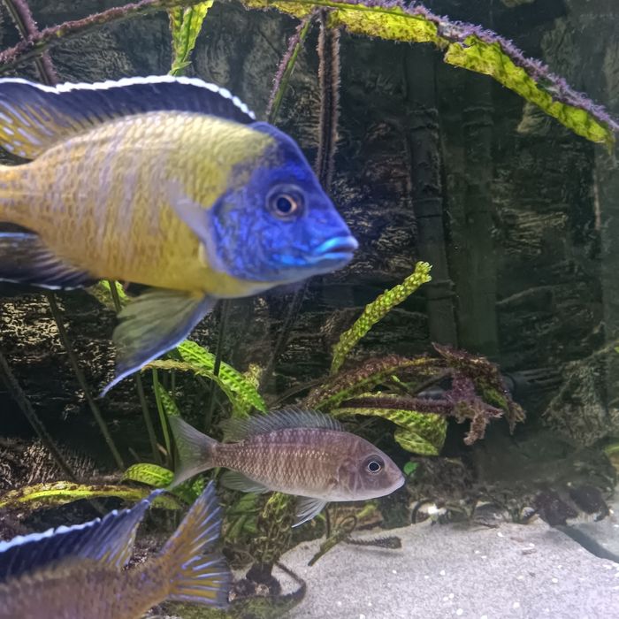 Aulonocara Hongi pielęgnica Malawi
