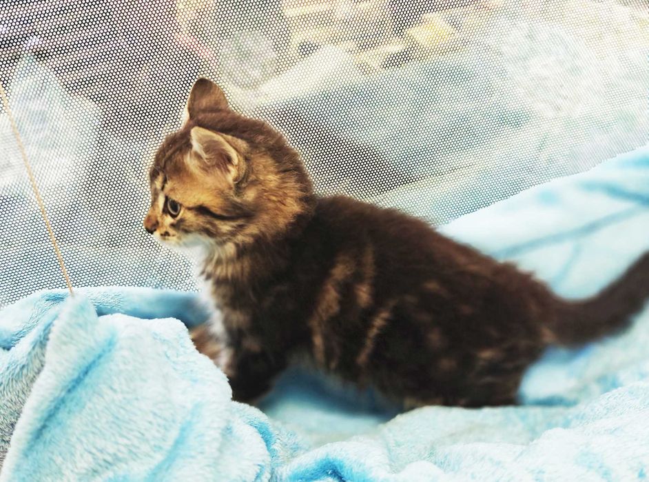 Шикарне кошеня Лялік (2 міс) в пошуках домівки! Кіт, кішка, котик