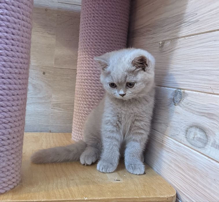 Menina british shorthair lilac