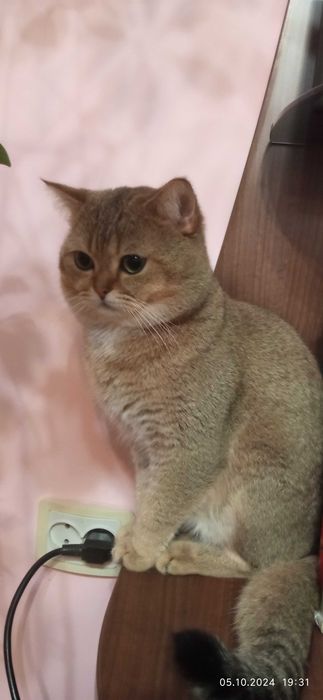 В'язка.Шотладські котики.