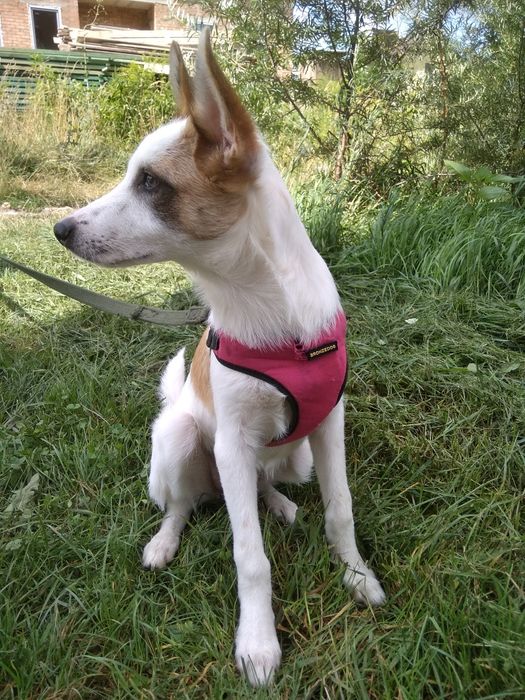 Луна в добрые руки!