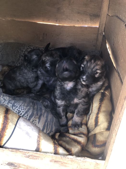 Метіси вівчарки будуть досить виликі