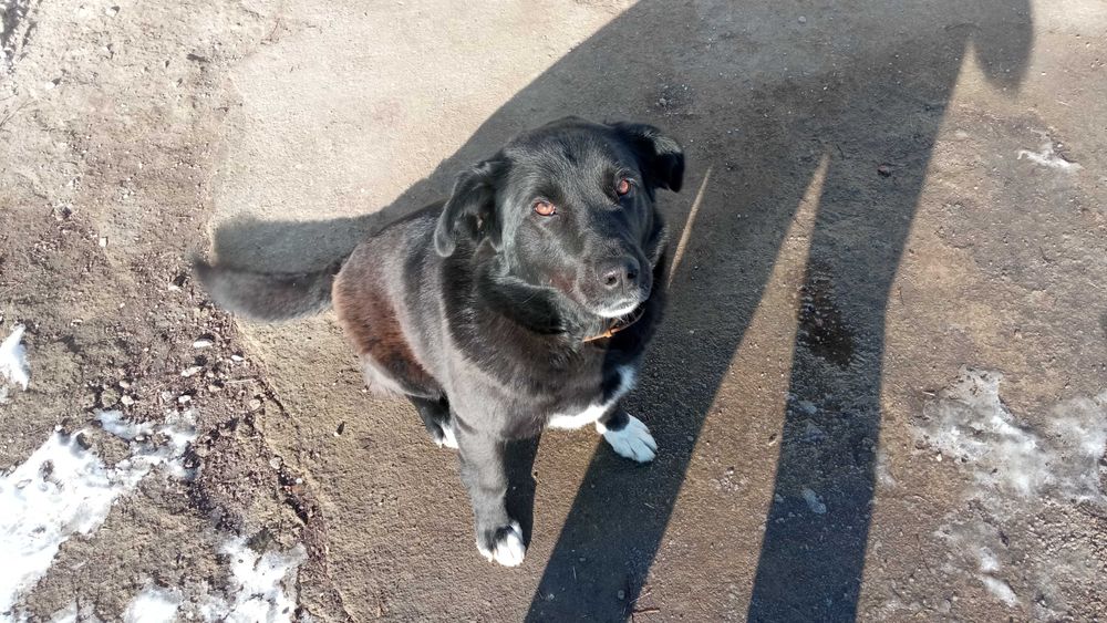 Подарую у добрі руки собачку.