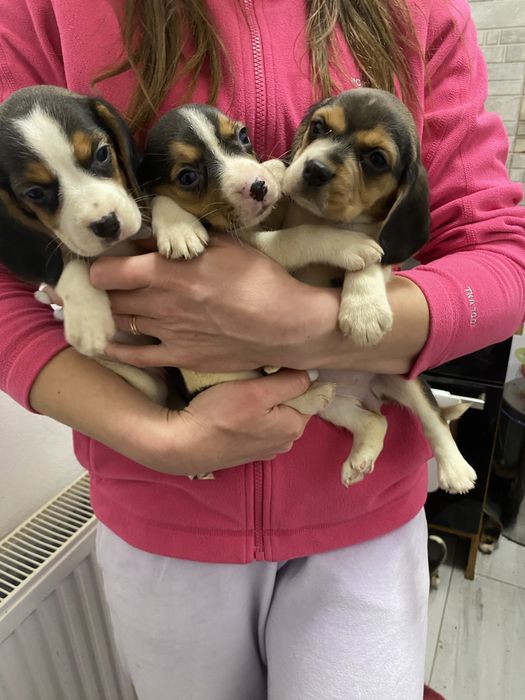 Поспішайте придбати бігля